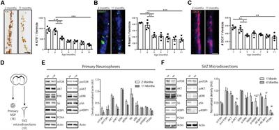 Manipulation of EGFR-Induced Signaling for the Recruitment of Quiescent Neural Stem Cells in the Adult Mouse Forebrain